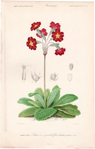 Primula grandiflora
